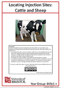 clinical skills instruction booklet cover page, Locating Cattle and Sheep Injection Sites